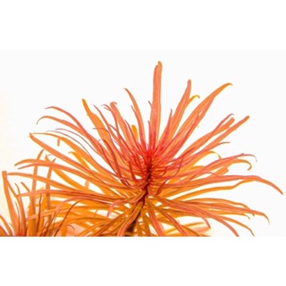 Ludwigia Pantana - Cây Hồng Thái Dương - Cây Thủy Sinh Cắt Cắm