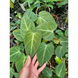 Cây trầu bà Melano - Philodendron Melano