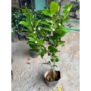 Hoa Trà My Đang Nụ Đẹp Chuẩn Giống Cánh Dày Màu Sắc Tươi Tắn Dễ Chăm Sóc Phù Hợp Trang Trí Sân Vườn