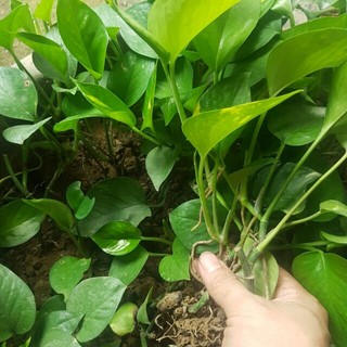 Cây trầu bà xanh giống