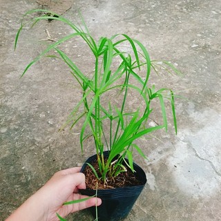 Cây thủy trúc