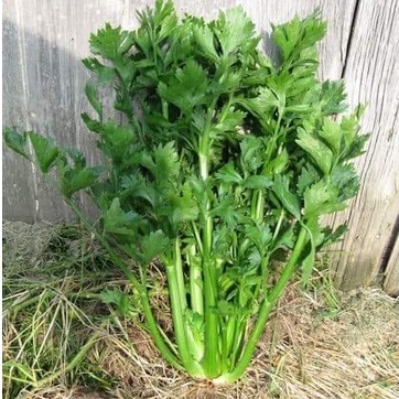 0.5Gr Hạt Giống Cần Tây Mỹ Ngọt 75cm Utah - TaNe Garden