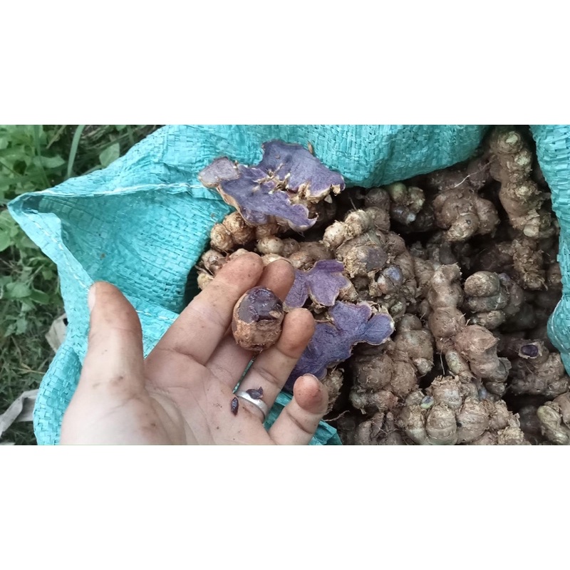 Gừng đen Yên Bái 1kg
