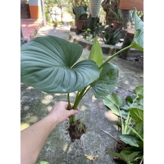 Cây trầu bà leo