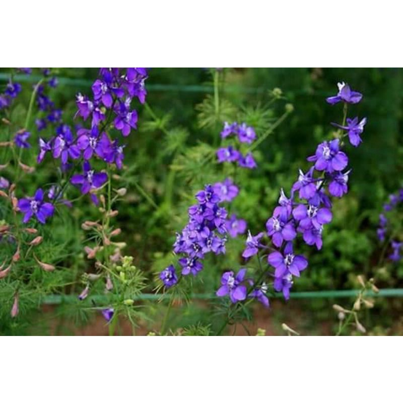 hạt giống hoa violet tím