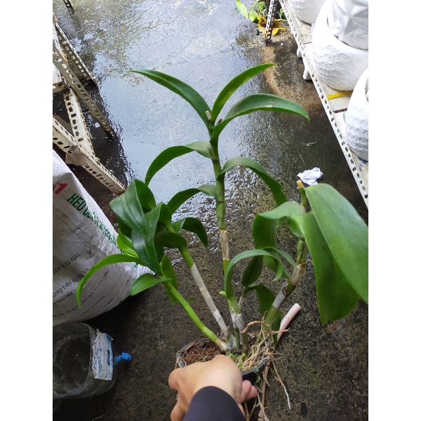 Lan denro màu nắng thanh lý