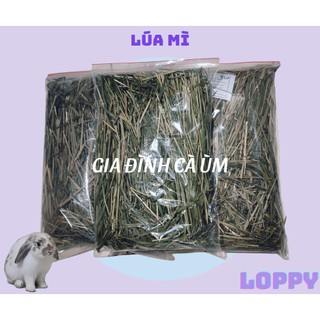 [TẶNG 1 viên oxbow cho đơn từ 50k]Cỏ lúa mì ăn vặt cho thỏ/chuột lang