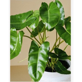 Chậu nhựa mềm Philodendron burle marx/ Thiên Môn☘