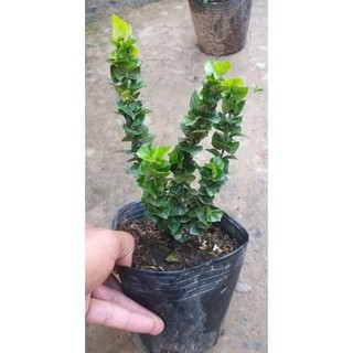 Phân bón vi lượng - 3G Bung chèo phân nhánh