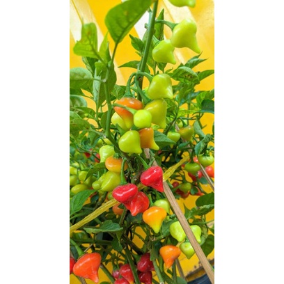 Ớt trái tim cây giống như hình combo giá rẻ