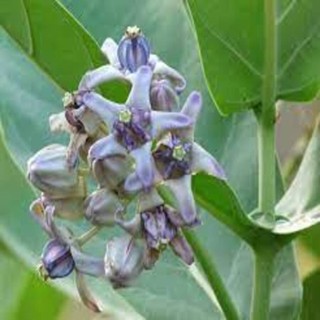 Cây giống lá hen bồng bồng loại 01