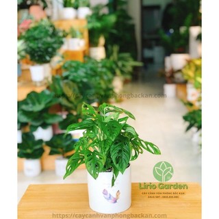 [ Quà Tặng Kèm ] cây trầu bà lá mưa