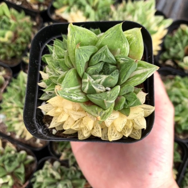 Haworthia var bụi / size chậu 7cm / Xương rồng NHẬT TÂN