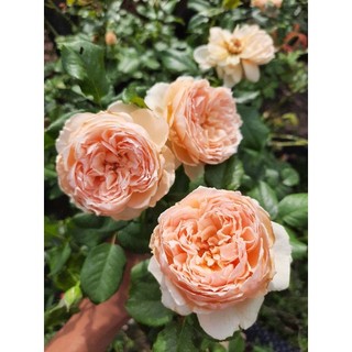 Nấm đối kháng Trichoderma ủ Phân Bón