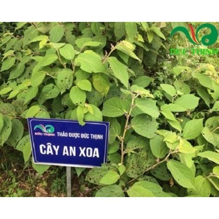Cây an xoa khô handmade