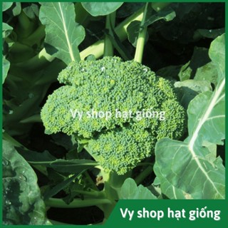  Hạt giống súp lơ xanh  bông cải xanh  gói 300 hạt 