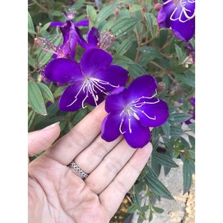Hoa mua thái-cây sẵn hoa,hoa ra quanh năm.
