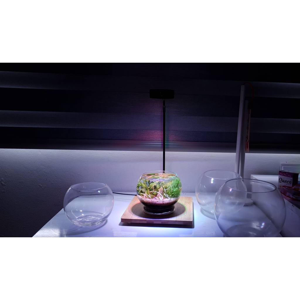 Bình Thủy Tinh tròn siêu trong_Chuyên dùng trồng cây thủy sinh, bể thủy sinh