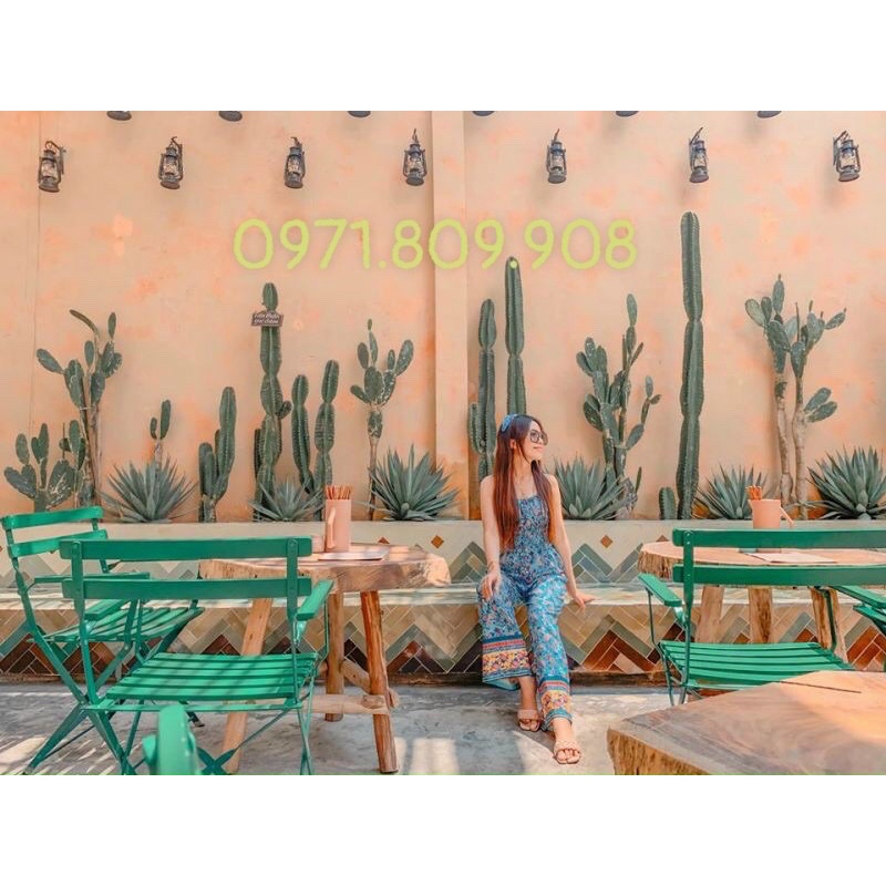 Xương rồng tai thỏ