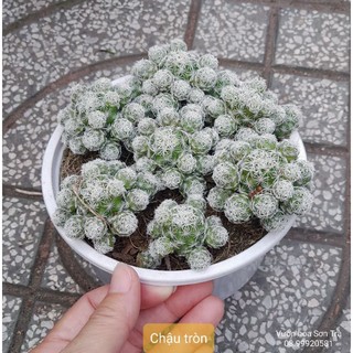 (Q.8 - GIAO 1-3H) Cây XƯƠNG RỒNG TRỨNG CHIM.