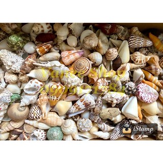 Vỏ ốc mix 100gr