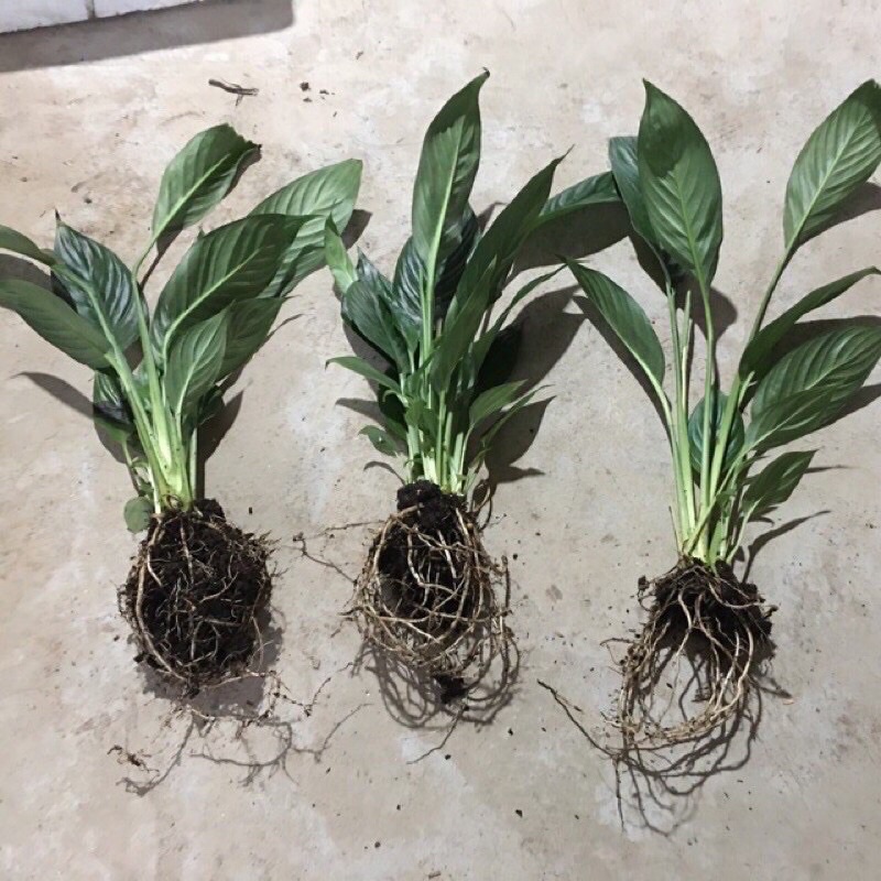 Cây Lan ý để bàn