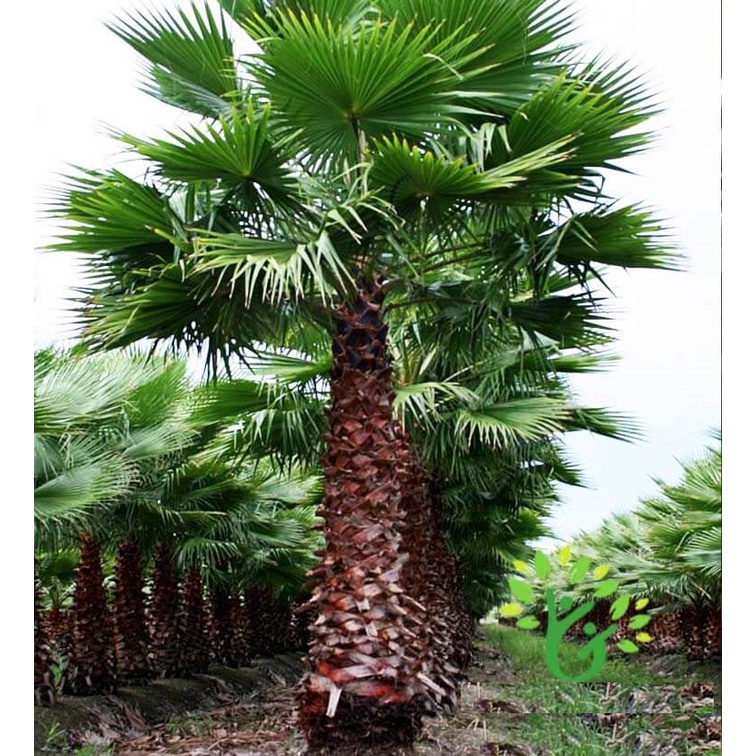 Hạt giống cây cọ mỹ ( Pritchardia filifera ) - 5 hạt (TẶNG gói kích thích hạt nảy mầm)