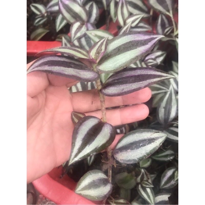 Dây thài lài tía