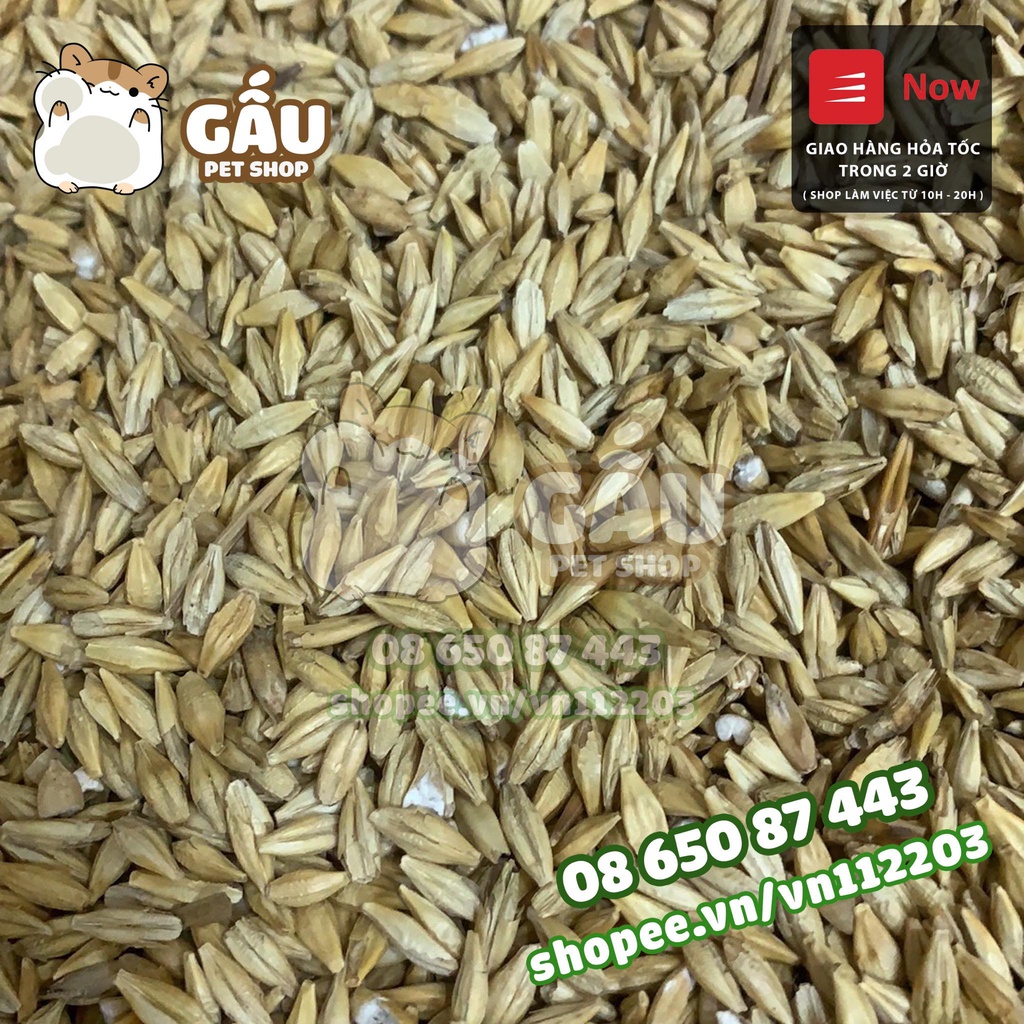 [Giá sỉ] 500gr Lúa Mạch ( Đại Mạch ) cho Hamster, Vẹt, Sóc