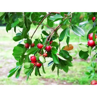 Cây Giống Ổi Sim Nhật ( Ổi Sẻ Rừng) - (chuẩn giống)