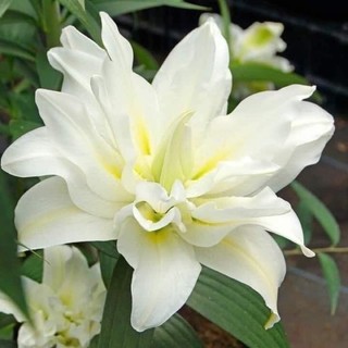 Củ hoa ly cánh kép chuẩn tết