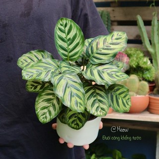 Cây đuôi công Khổng tước - Calathea Makoyana | Cây xanh để bàn làm việc, trang trí nội thất