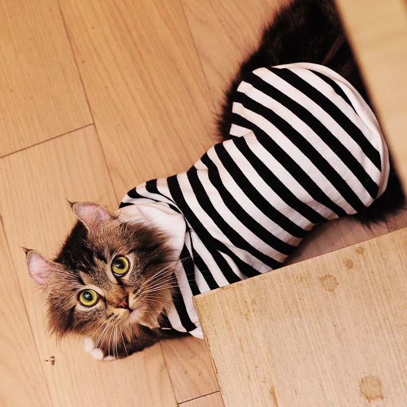 HamshMoc Áo Hoodie Mềm Mại Thoáng Khí In Họa Tiết Hamsa Cho Thú Cưng