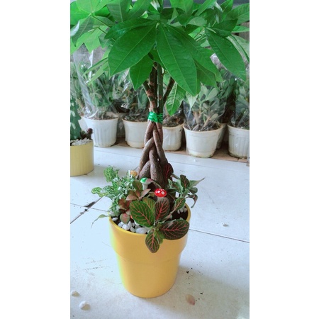 Chậu Kim Ngân Thắt Bính Tiểu Cảnh