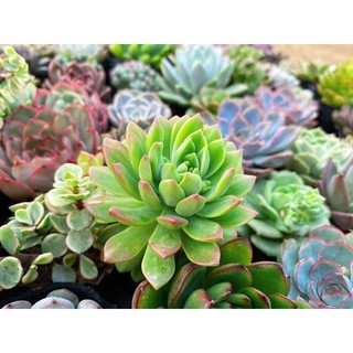 Sen Đá size bầu [ib shop gửi hình lựa ạ]