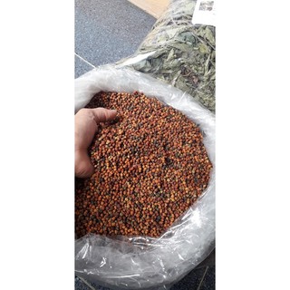 Hạt gióng xạ đen - tỉ lệ gieo mầm 95%