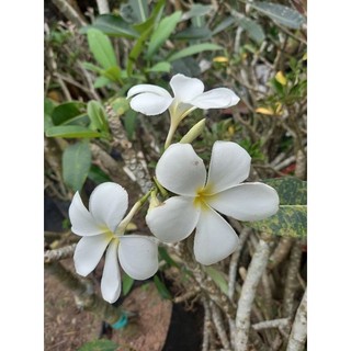 cây sứ đại trắng hoa thơm