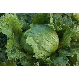 2Gr Hạt Giống Xà Lách Mineto