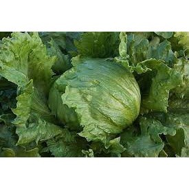 2gr hạt giống xà lách mineto