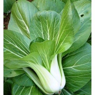 10gr hạt giống cải thìa cọng trăng cải bẹ trắng