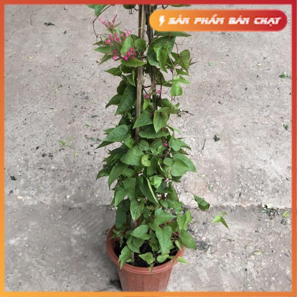 Cây hoa tigon cỡ to, chiều dài ngọn leo 1m độ che phủ cực tốt thích nghi đủ loại thời tiết