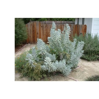 20h Hạt Giống Xô Thơm Sage Trắng Sacred White Sage