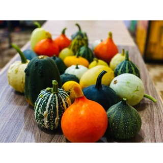10h Hạt Giống Bí Tí Hon