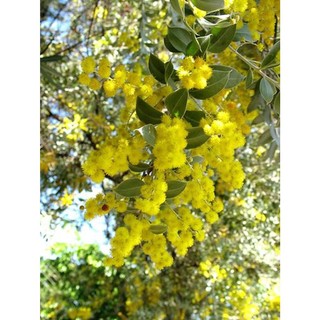 Cây giống hoa Mimosa vàng