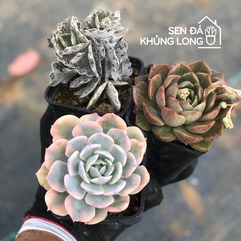 Combo 25 sen đá siêu phẩm - 9 ảnh