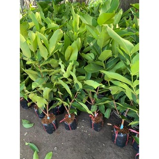 Cây Mận Trắng Sữa ( cây siêu đẹp +giống ghép siêu sớm)