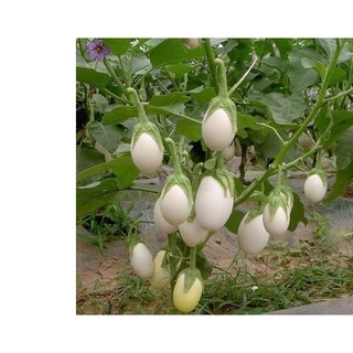 40h hạt giống cà pháo trứng trắng