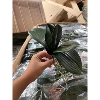 LÁ LAN HỒ ĐIỆP