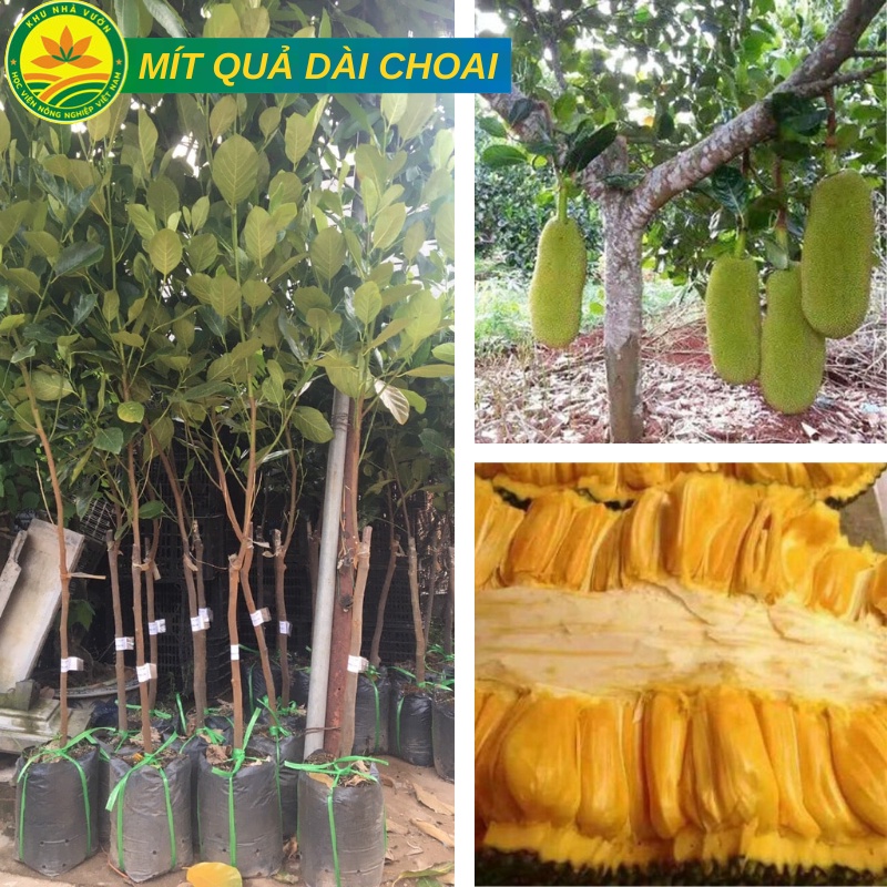 Cây mít quả dài Malaysia choai cao từ 1m- 1,2m chuẩn F1 siêu chất lượng cho quả ăn ngay