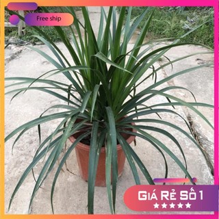 Cây phát tài núi, chiều cao 50cm gốc to lá dài uốn cong bụi chắc khỏe sức sống tốt